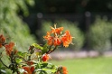 BUGA Schwerin   097